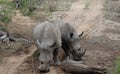 Couple of rhinos Ã¢â¬â South Africa